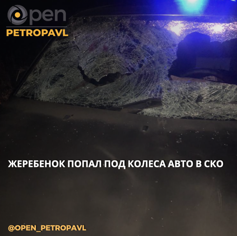 ЖЕРЕБЕНОК ПОПАЛ ПОД КОЛЕСА АВТО В СКО