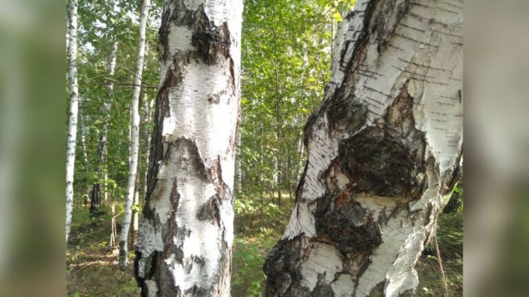 ЧЕЛОВЕЧЕСКИЕ ОСТАНКИ НАШЛИ В ЛЕСУ ПРИ СБОРЕ ЯГОД В СКО