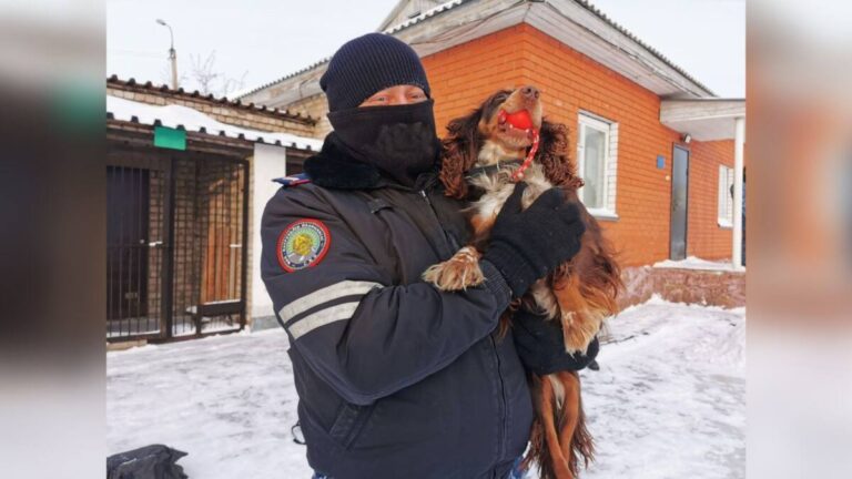 СВЫШЕ 300 ПРЕСТУПЛЕНИЙ ПОМОГЛИ РАСКРЫТЬ ЗА 2023 ГОД СЛУЖЕБНО-РОЗЫСКНЫЕ СОБАКИ В СКО